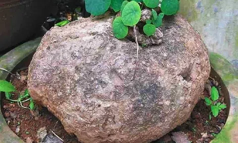 Cần nghiên cứu, bảo tồn và phát triển Củ bình vôi tím - một trong những cây thuốc quý ở các tỉnh miền núi