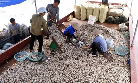 Xuất khẩu container thịt ngao đóng hộp đầu tiên sang châu Âu