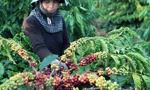 Đắk Nông thiếu hụt nhân công thu hoạch cà phê do dịch COVID-19