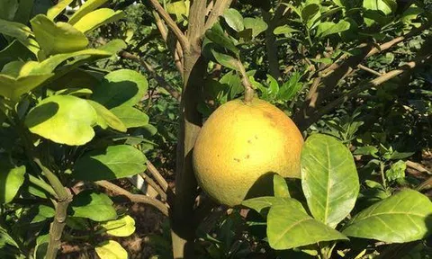 Cứu cây cam khỏi bệnh vàng lá, thối rễ