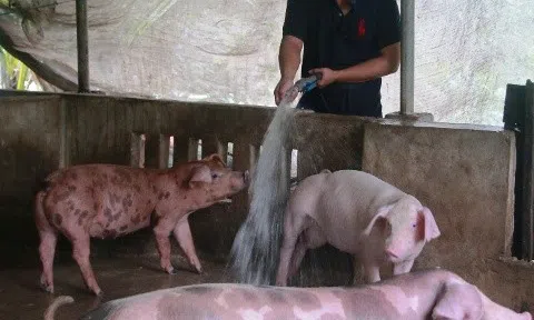 Hậu Giang đảm bảo nguồn cung thịt lợn dịp Tết