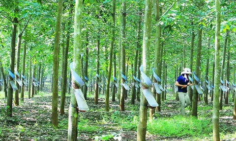 Tiềm năng lớn với quỹ đầu tư chứng khoán tại Việt Nam