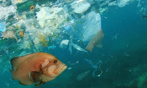 Hòa hợp giữa con người và thiên nhiên để phát triển bền vững