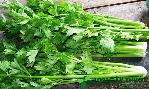 Cây Cần Tây: Đẹp Dáng, Sáng Da, Chữa được nhiều bệnh