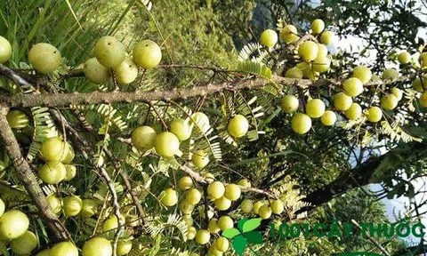 Cây me rừng và các công dụng chữa bệnh