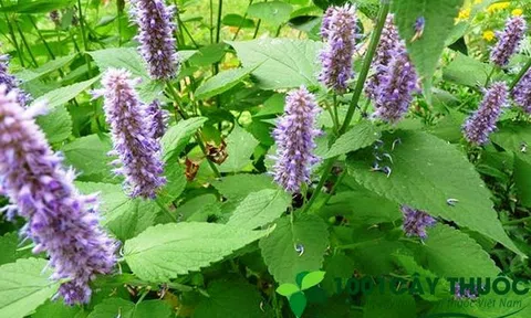 Các bài thuốc chữa bệnh từ cây Hoắc Hương