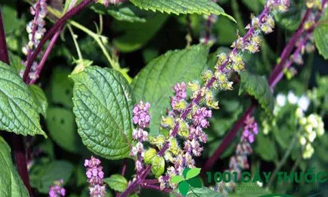 Khám Phá Công Dụng Chữa Bệnh Của Cây Hương Nhu Tía