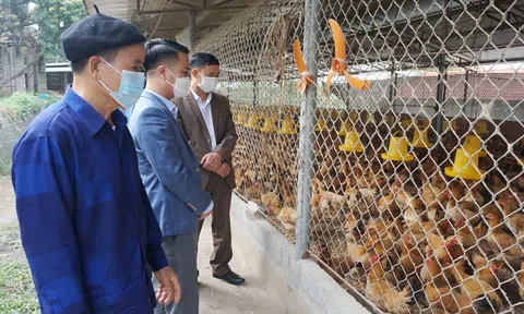 Thái Nguyên: Phát triển chăn nuôi gà an toàn sinh học gắn với liên kết tiêu thụ sản phẩm