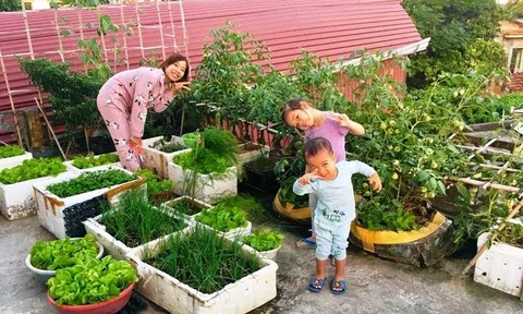 Biến sân thượng thành khu vườn rau, củ sạch chuẩn organic