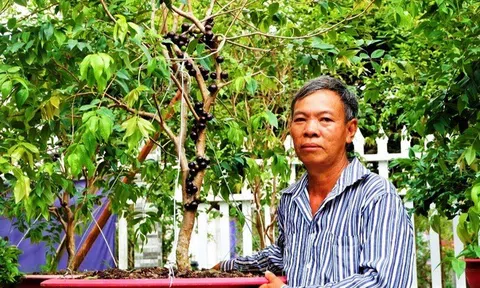 Đồng Tháp: Trồng nho lạ cho quả từ gốc tới ngọn, kiếm hàng chục triệu/tháng