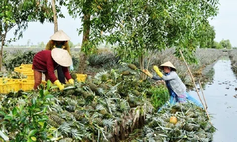 Nông dân chủ động thích ứng với Biến đổi khí hậu