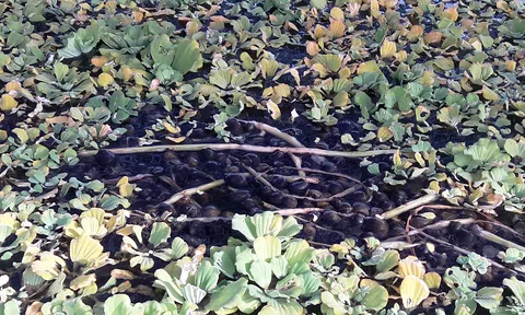 Hà Tĩnh: Nuôi ốc bươu đen mang lại hiệu quả kinh tế cao