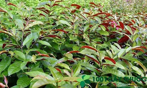 Cây Đơn lá đỏ: Từ cách nhận biết đến 10 bài thuốc chữa bệnh