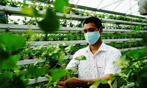 8x Đồng Tháp làm giàu từ cây rau Má quê vợ