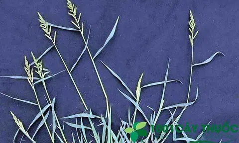 Cỏ Mần trầu: Vị thuốc quý của người Việt Nam