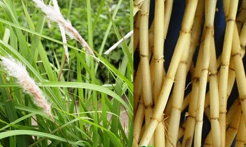 Cây Cỏ Tranh: Đặc điểm, hình thái và Công dụng