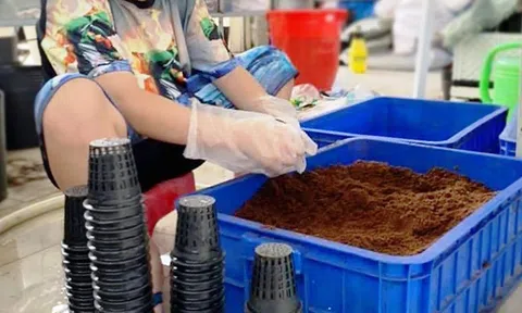 Làm vườn để vượt qua Stress