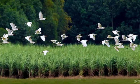 Tìm hiểu về Môi trường và Tại sao phải bảo vệ môi trường?