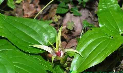 Cây Bách Bộ và công dụng