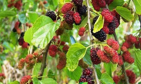 12 Bài thuốc chữa bệnh từ cây Dâu tằm