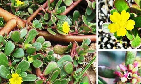 Cây rau Sam và các cách điều trị bệnh từ thảo dược này