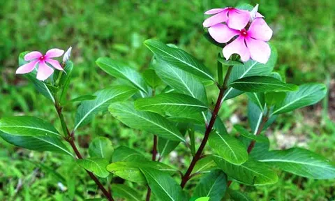 Cây Dừa cạn và các bài thuốc chữa bệnh