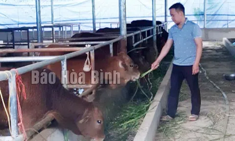 Sáng tạo trong phòng, chống rét cho đàn gia súc