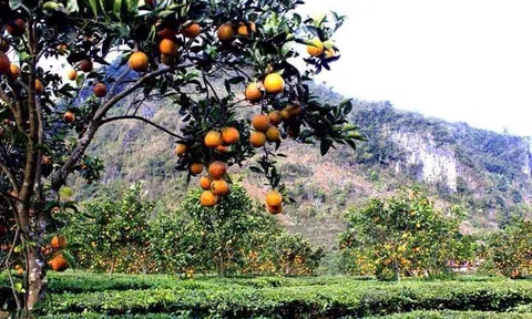 Xúc tiến thu hút đầu tư nông nghiệp vào tỉnh Lai Châu