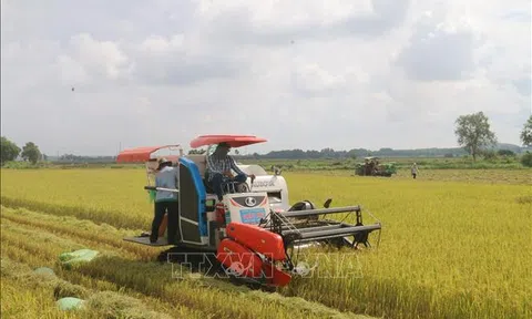 Lúa vụ Mùa tại Bà Rịa - Vũng Tàu rớt giá mạnh