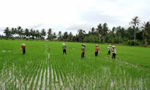 Nông dân xuống giống vụ Đông Xuân với nỗi lo giá vật tư