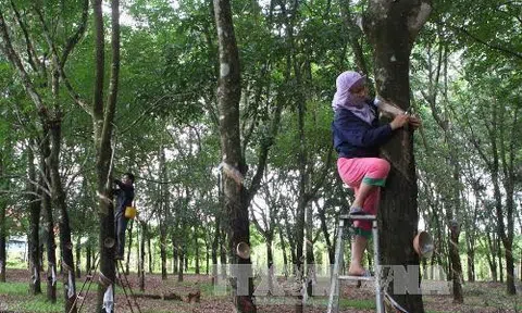 Thái Lan thúc đẩy xuất khẩu các sản phẩm sinh học, tuần hoàn, xanh