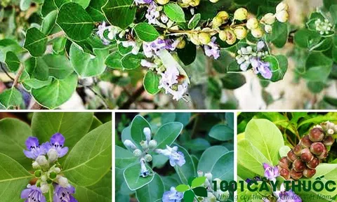 Cây Mạn kinh tử: Vị thuốc chữa bệnh Đau đầu, Cảm mạo