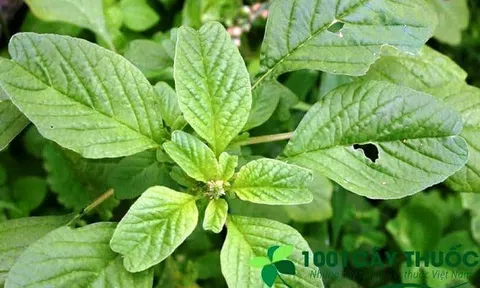 Cây Rau Dền: Từ Món Ăn Cho Đến Các Bài Thuốc Chữa Bệnh!