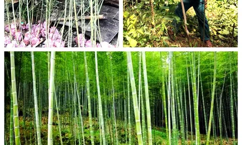 Phát triển cây Mét nguyên liệu tại Con Cuông tạo sinh kế cho đồng bào