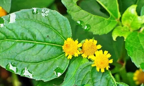 Cây Cúc Áo: Vị Thuốc Quý Trong Dân Gian