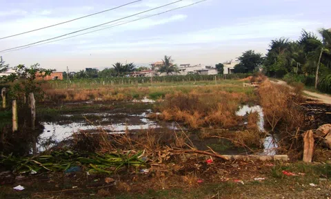 Câu chuyện “Tấp chà gai”