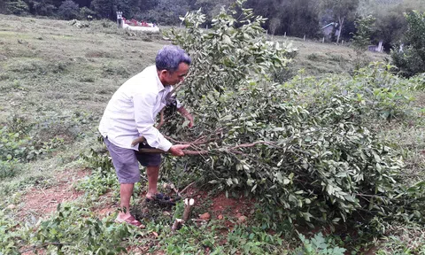 Hà Tĩnh: Một thương binh liên tục bị chặt phá vườn cây ăn quả