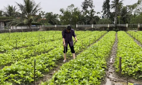Nông dân Quỳnh Lưu, Nghệ An đẩy mạnh sản xuất nông nghiệp theo hướng hữu cơ