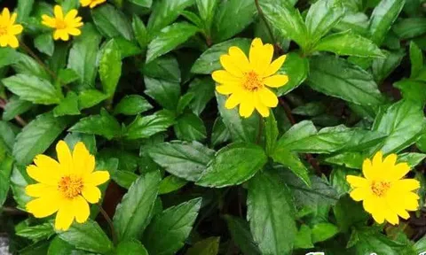 Đặc điểm, Công dụng Cây Sài đất