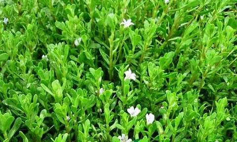 Công dụng của cây rau Đắng