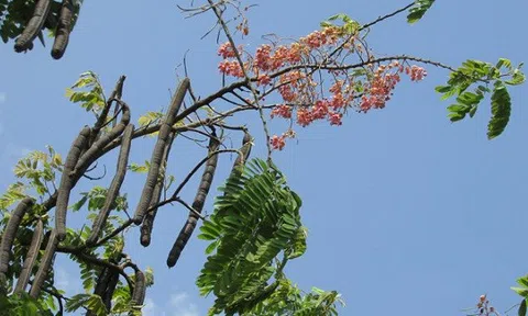 Ô hay cây Ô Môi!