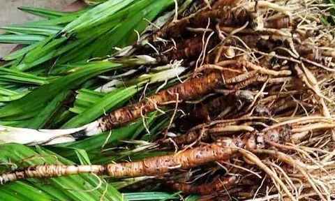 Cây Sâm Cau: Công dụng, Cách điều chế