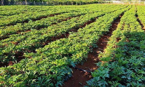 Các doanh nghiệp đẩy mạnh phát triển các vùng trồng dược liệu đạt chuẩn