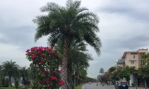 Quảng Ninh dập dình trong cơn bão Dịch bệnh (Kỳ 1)