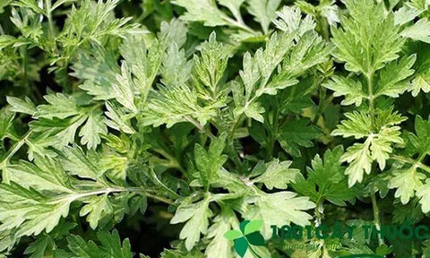 Công dụng tuyệt vời của Cây Ngải cứu
