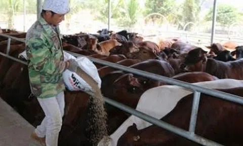 Bà Rịa - Vũng Tàu: Giải pháp giảm chi phí sản xuất, chăn nuôi