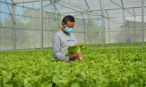 Trồng rau thủy canh cho doanh thu 1,5 tỷ đồng/năm