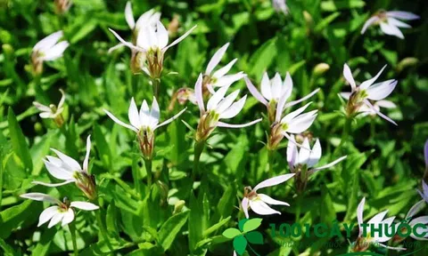 Cây Bán Biên Liên: Vị thuốc Nam giúp loại Sỏi và Trị viêm đường Tiết niệu