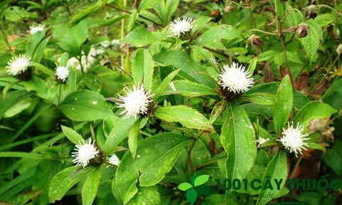 Các Bài Thuốc Từ Cây Thương Truật