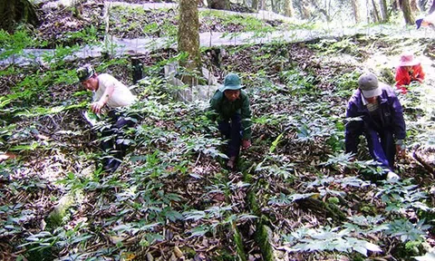 Quảng Nam: Phát triển cây dược liệu ở miền núi một hướng đi đúng